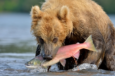 Medvěd kamčatský - Kurilské jezero