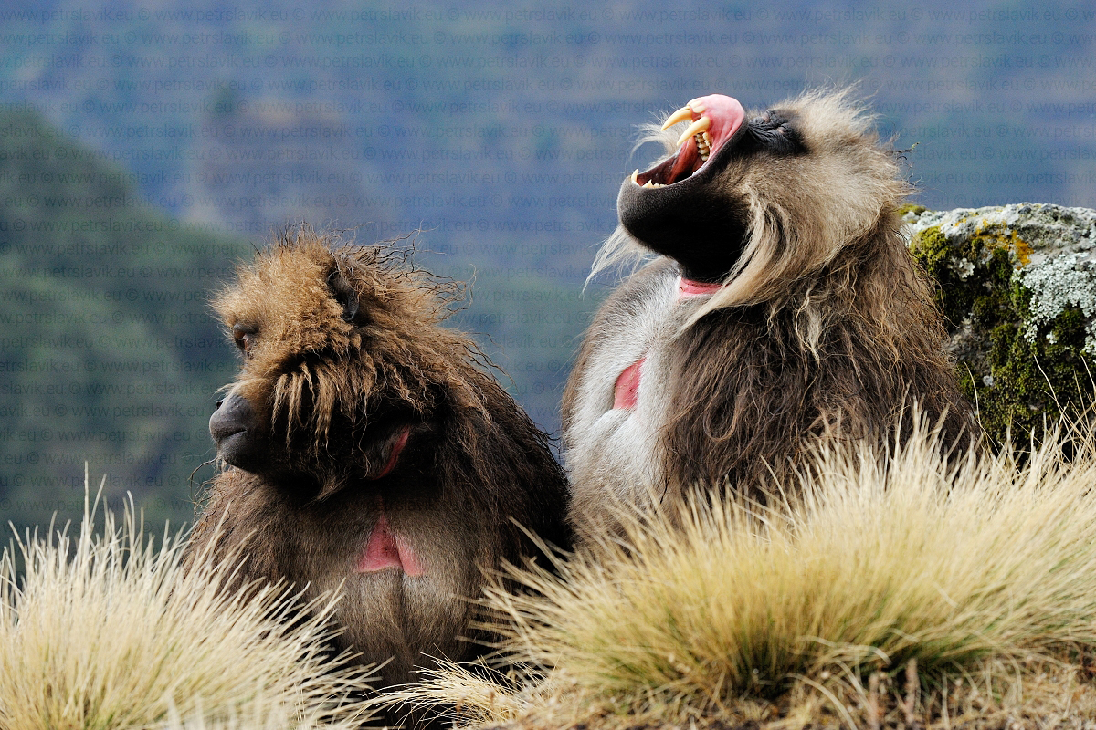 Dželada hnědá(Theropithecus gelada),Simien Mountains,Etiopie