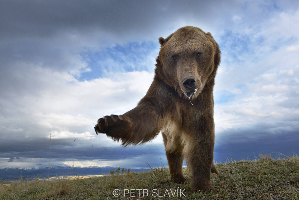 Grizzly(Ursus arctos horribilis), Montana, USA