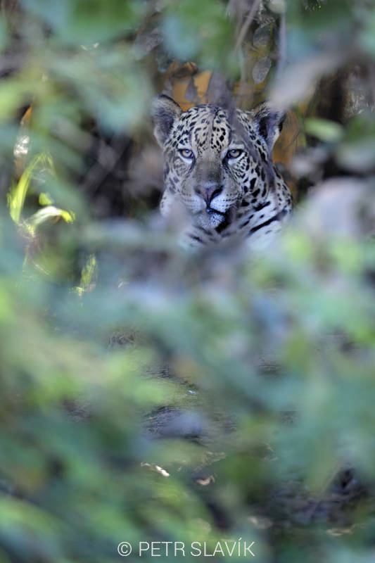 Jaguár americký(Panthera onca),Pantanal,Brazílie