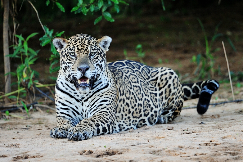 Jaguár (Panthera onca),Pantanal.Brazílie