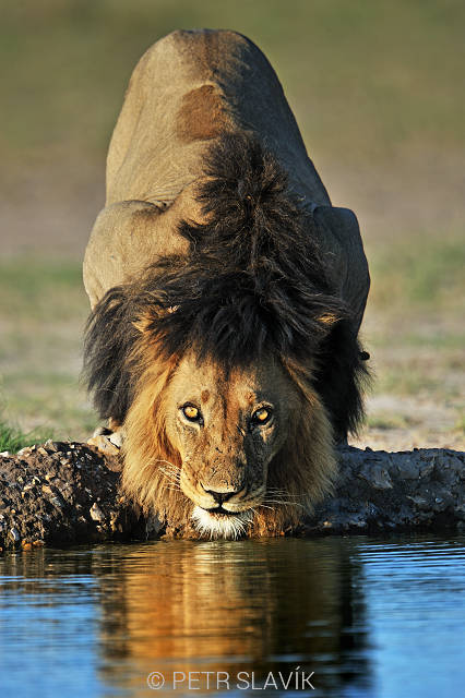 Lev pustinný(Panthera leo), CKGR, Botswana, Afrika