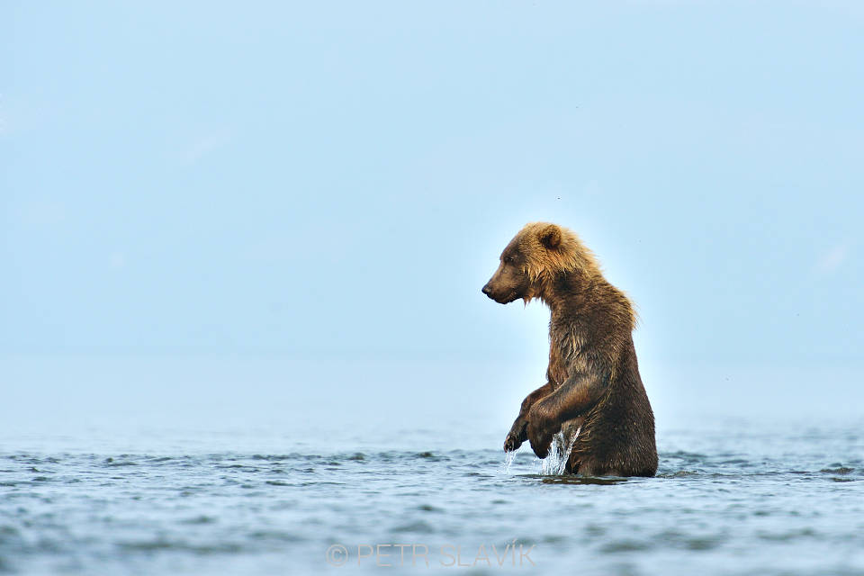 Medvěd kamčatský,Kurilské jezero,Kamčatka