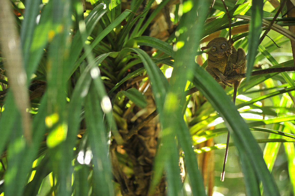 Nártou filipínský(Tarsius syrichta),ostrov Bohol,Filipíny