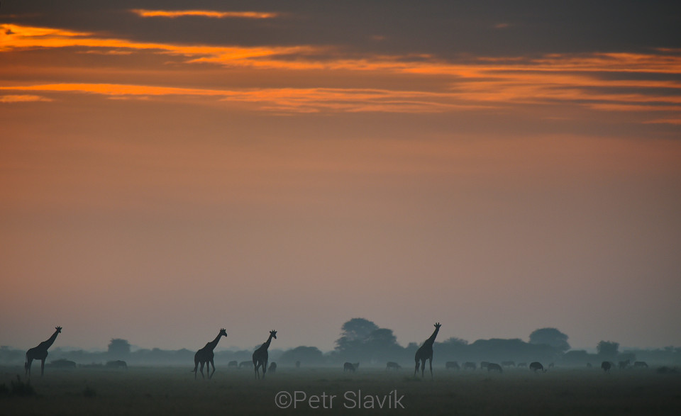 Ráno v Nxai Panu, Botswana, Afrika