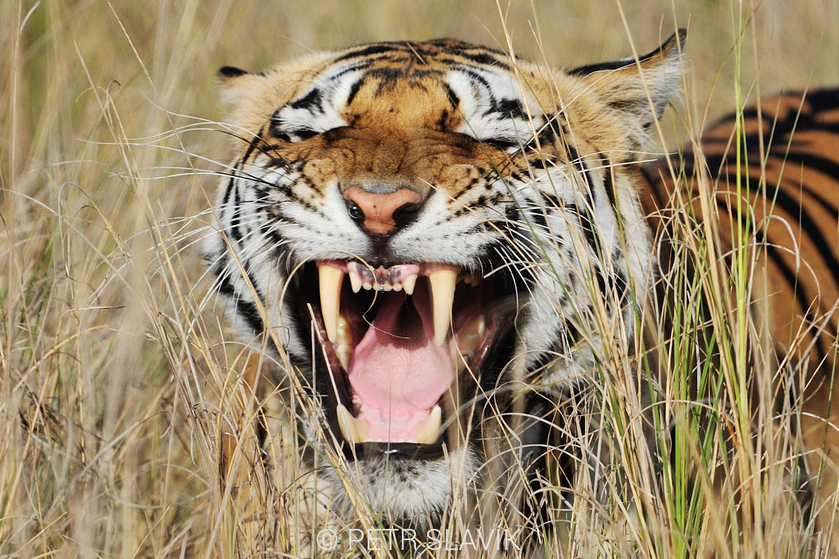 Tygr bengálský (Panthera tigris tigris), NP Kánha, Indie
