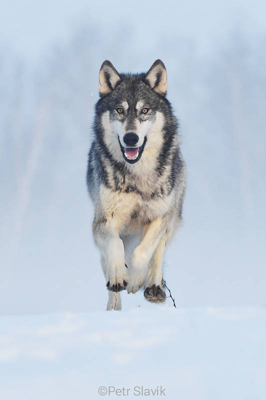 Vlk obecný (Canis lupus), Minnesota, USA