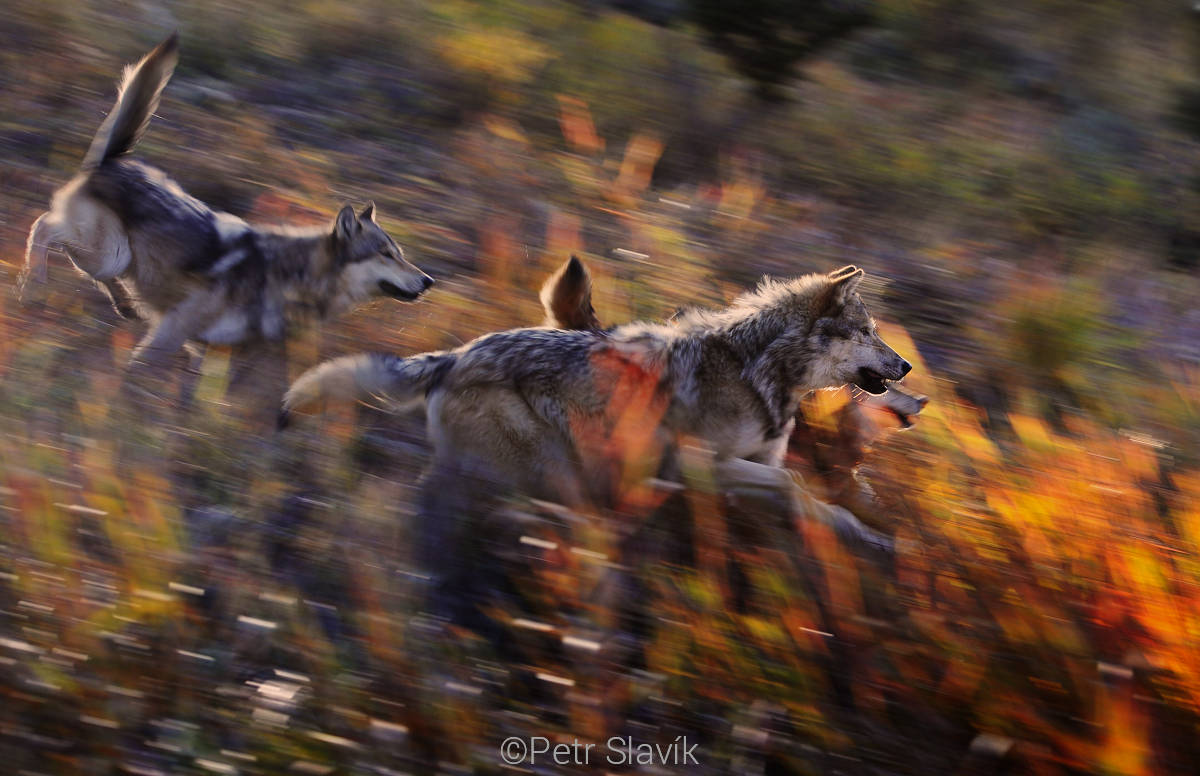 Vlk obecný (Canis lupus), Montana, USA