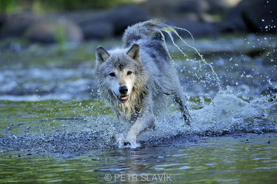 Vlk obecný,Minnesota,USA