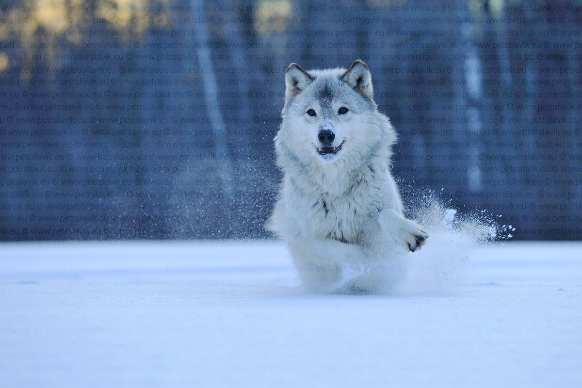 Vlk obecný,Minnesota,USA