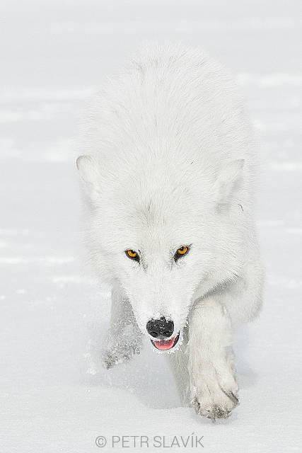 Vlk polární (Canis lupus tundrarum),Minnesota,USA