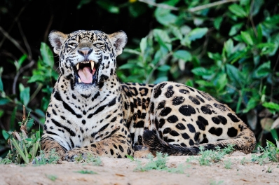 Pantanal - království jaguára