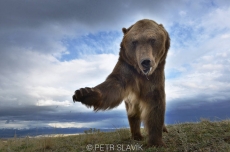 Grizzly(Ursus arctos horribilis), Montana...