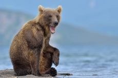 Medvěd kamčatský,Kurilské...