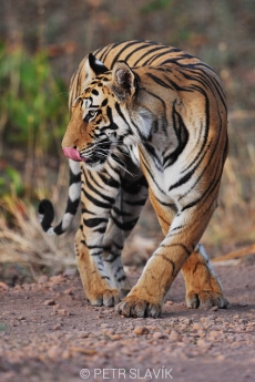 Tygr bengálský (Panthera tigris tigris)...
