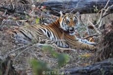 Tygr bengálský (Panthera tigris tigris)...