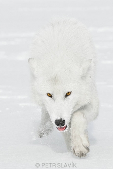 Vlk polární (Canis lupus...